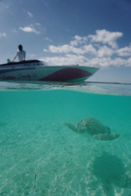 Nassau: Swimming Pigs, Snorkeling W/Turtles Lunch Beach Club - Important Considerations and Restrictions