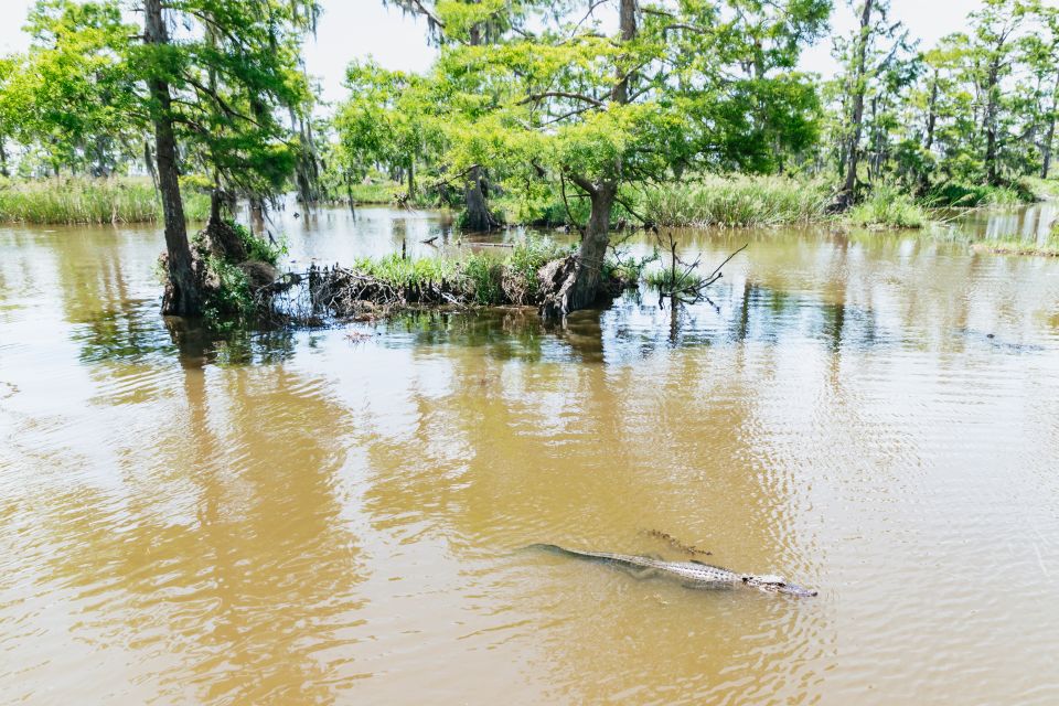 New Orleans: Swamp & Bayou Boat Tour With Transportation - Wildlife Sightings