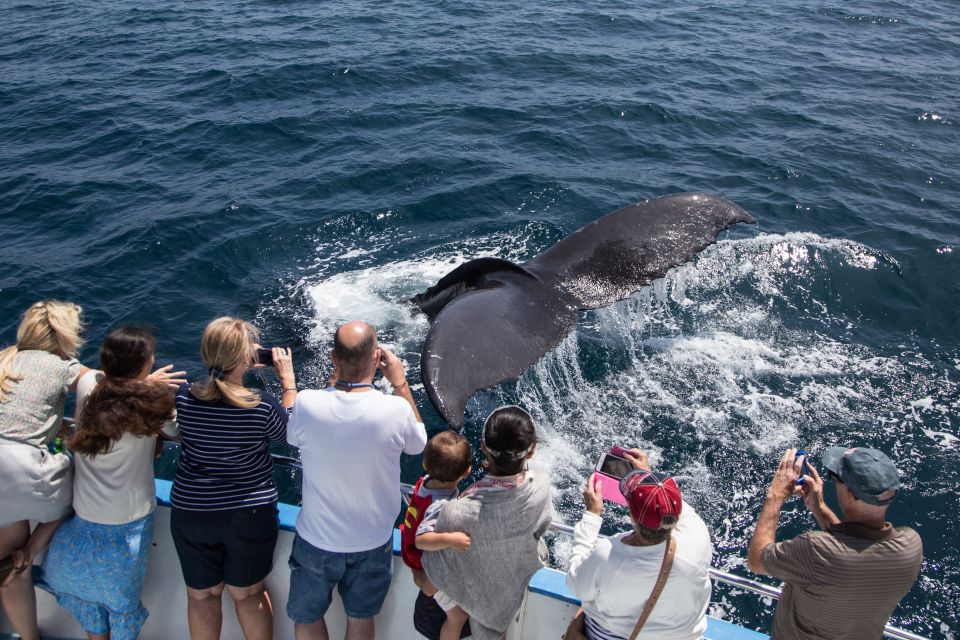 Newport Beach: Year-Round Whale Watching Cruise - Frequently Asked Questions