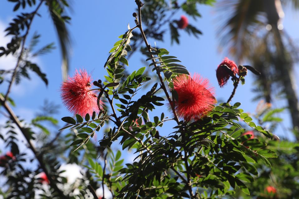 Oahu: Valley of Waimea Falls Swim & Hike With Lunch & Dole - Dole Plantation Visit