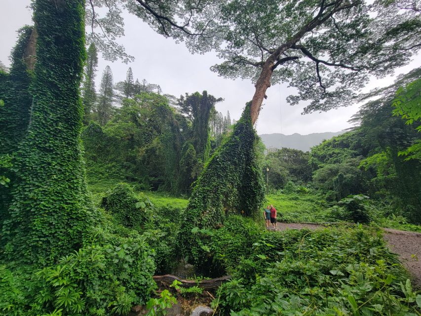 Oahu: Waikiki E-Bike Ride and Manoa Falls Hike - Getting to the Meeting Point