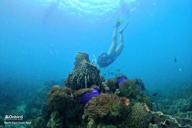 Onbird - PRIVATE ADVENTURE SNORKELING - Explore Half-Moon Reef & Coral Mountain - Cancellation and Weather Policies