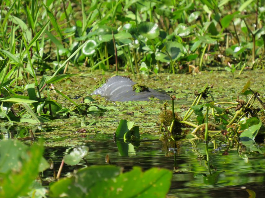 Orlando: Small Group Manatee Discovery Kayak Tour - Additional Information