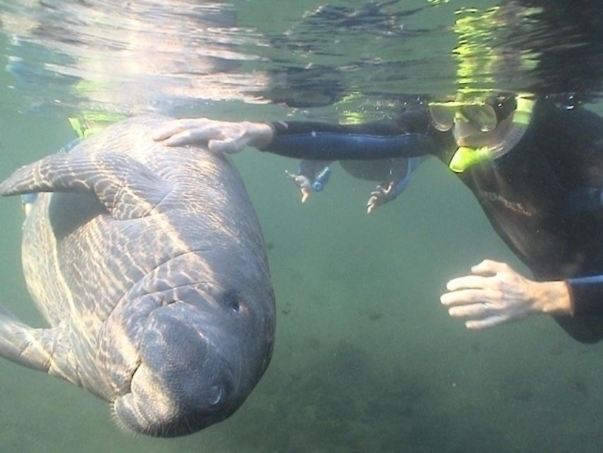 Orlando: Swim With Manatees and Homosassa State Park Visit - Wildlife Encounters