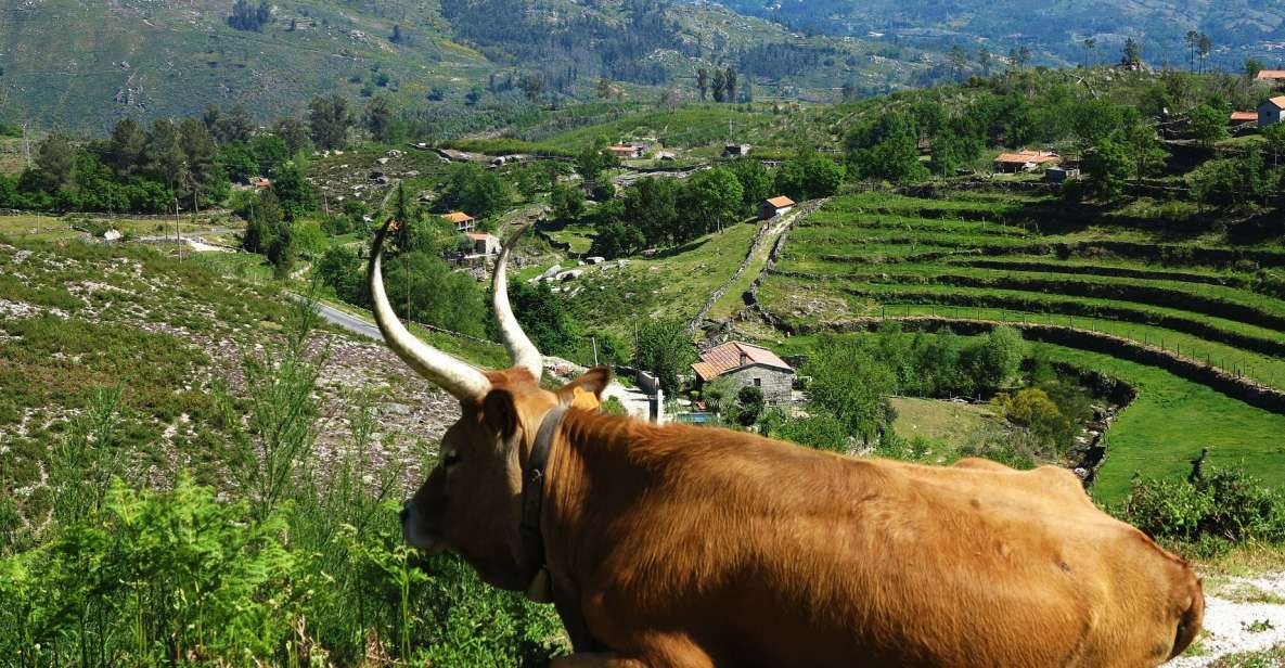 Peneda-Gerês: Full-Day Premium Tour - Frequently Asked Questions