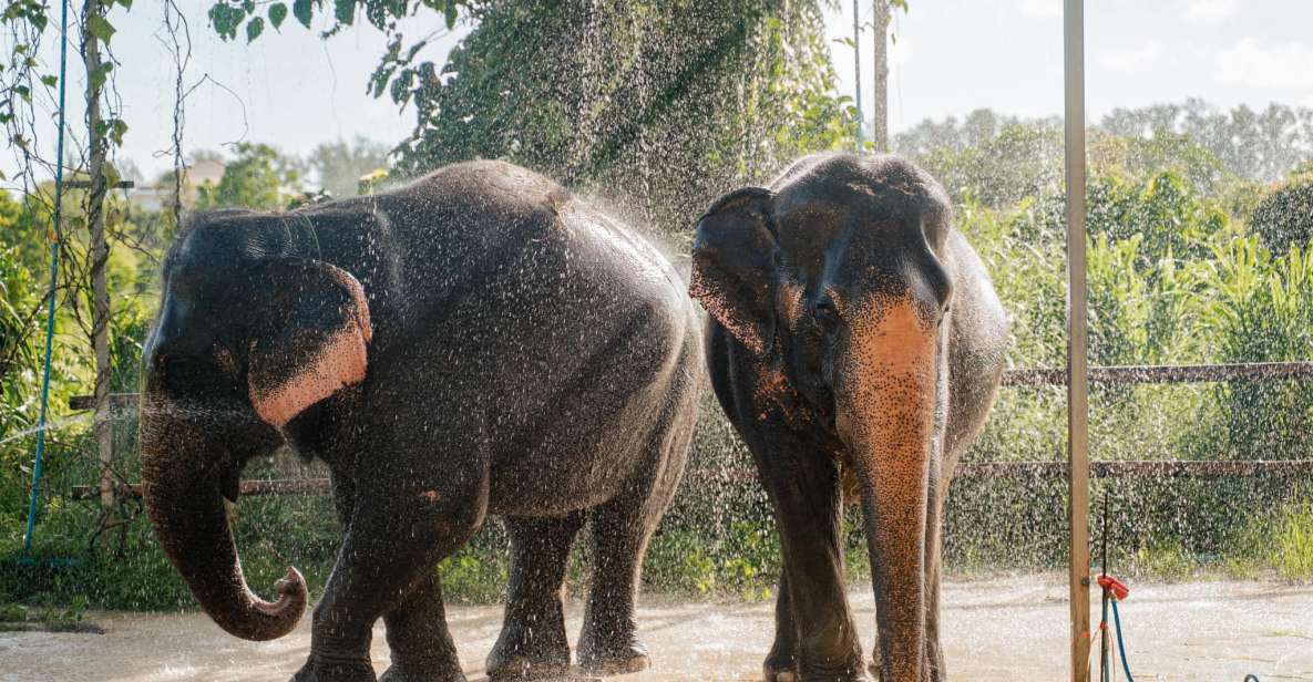 Phuket: Phuket Elephant Care Sanctuary ECO Tour - Frequently Asked Questions