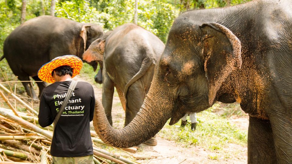 Phuket: Phuket Elephant Sanctuary, Wat Chalong & More - Frequently Asked Questions