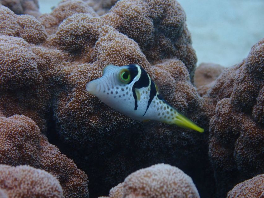 Port Douglas: Outer Great Barrier Reef Snorkeling Cruise - Full Description