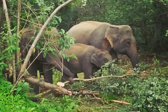 Private Dambulla Sigiriya Tour From Kandy With Lunch - Minneriya National Park