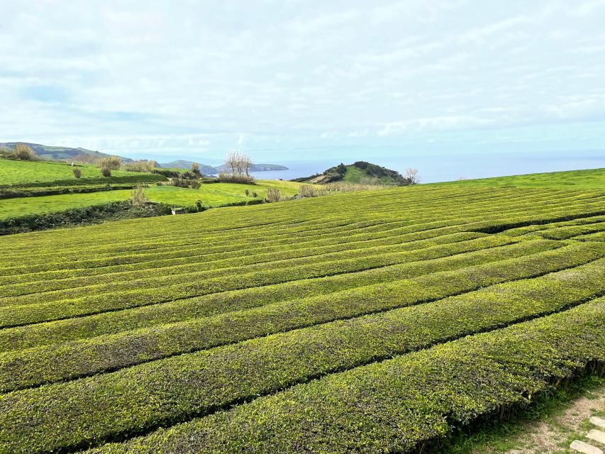 Private Tour of Furnas Valley, Gorreana Tea - Island Gems - Booking and Cancellation