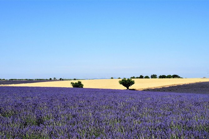 Provence Lavender Fields Tour From Aix-En-Provence - Tour Reviews