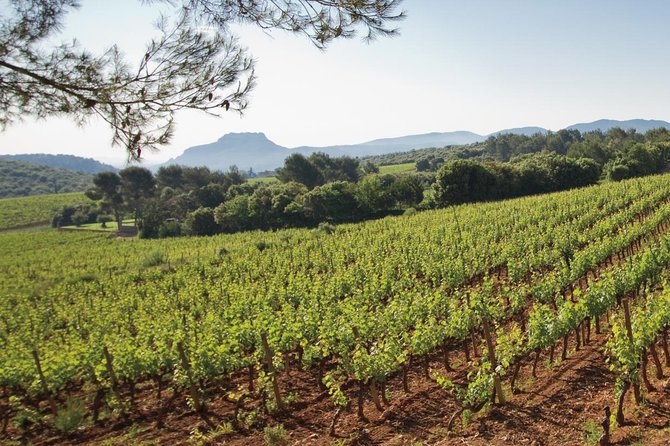 Provence Wine Tour - Private Day Tour From Nice - Tasting and Sampling Wines