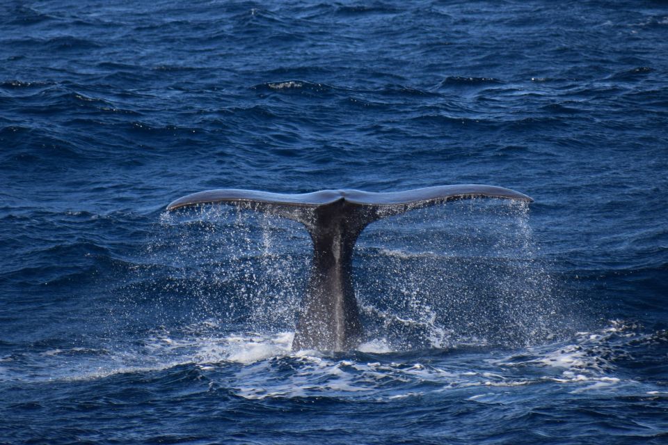 Rabo De Peixe: Sperm Whale Sanctuary Expedition - Important Considerations