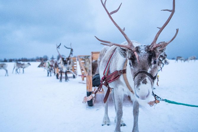 Reindeer Sledding Experience and Sami Culture Tour From Tromso - What to Expect