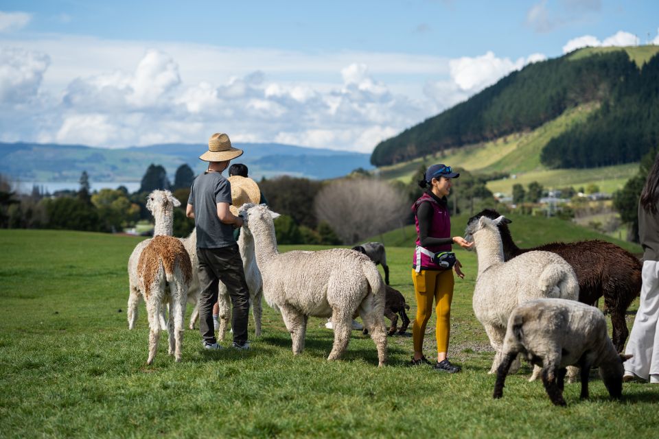 Rotorua: Agrodome Farm Tour With Show and Produce Tasting - Customer Reviews