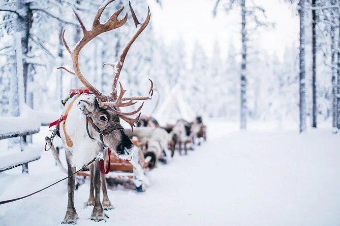 Rovaniemi Santa Claus Village Husky Reindeer Farm Arctic Museum - Additional Tour Information