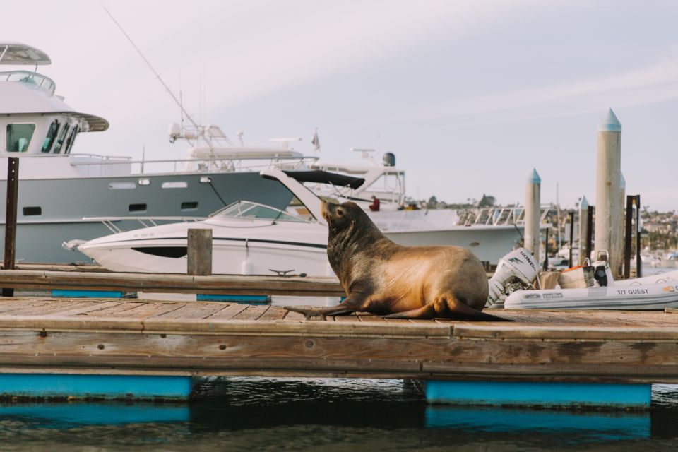 San Diego: San Diego Bay Dog-Friendly Eco Pedal Boat Rentals - Additional Information