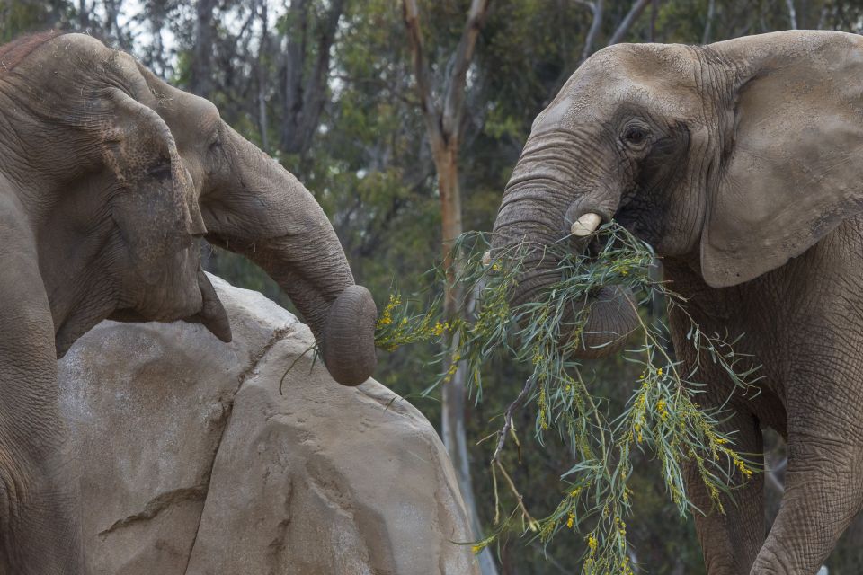 San Diego Zoo and Safari Park: 2-Day Entry Ticket - Logistical Details