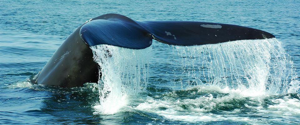 Santo Domingo: Whale Watching and Cayo Levantado - Booking and Cancellation