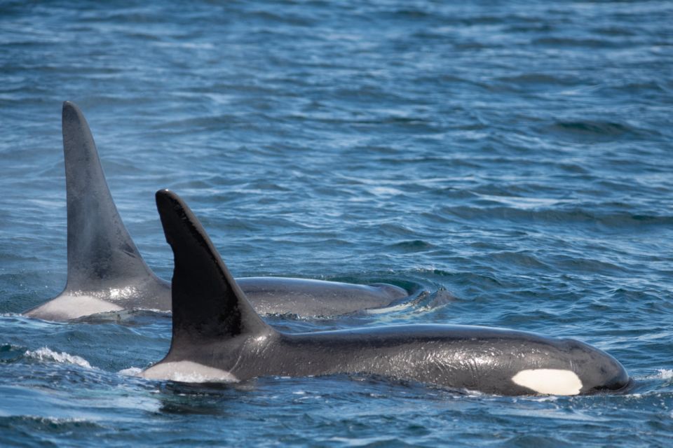 Seward: Kenai Fjords National Park 6-Hour Cruise - Frequently Asked Questions