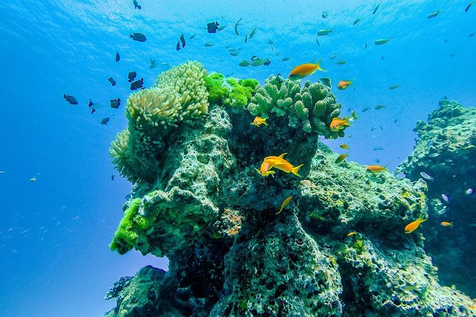 Snorkel Day Trip to Similan Islands From Khao Lak With Wow Effect - Roundtrip Transportation From Khao Lak