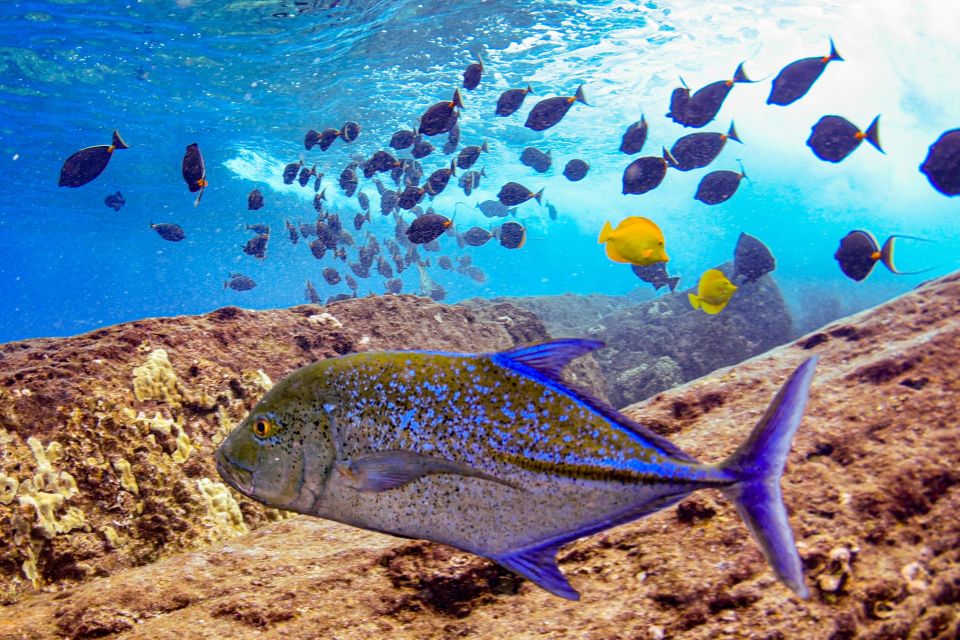 South Maui: Molokini Crater and Turtle Town Snorkeling Trip - Additional Information