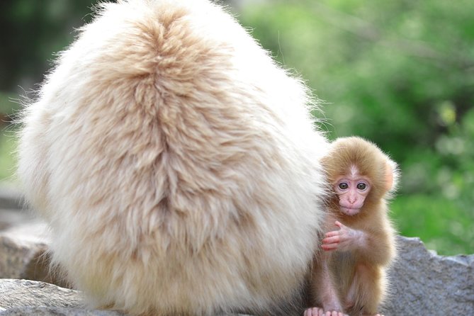 (Spring Only) 1-Day Snow Monkeys & Cherry Blossoms in Nagano Tour - Nearby Attractions