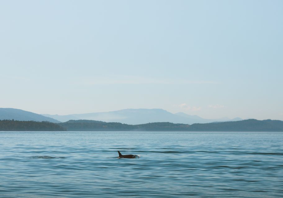 Telegraph Cove: 3-Hour Whale Watching Tour in a Zodiac Boat - Conservation and Sustainability