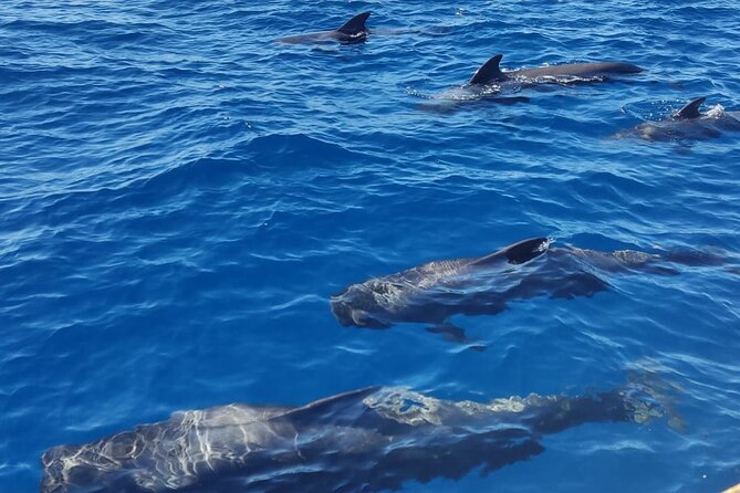 Tenerife Whale Watching and Snorkeling Yacht Trip - Snorkeling Adventure