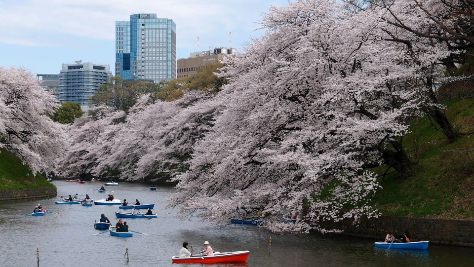 Tokyo: Private Cherry Blossom Experience - Curating the Sakura-Themed Bento