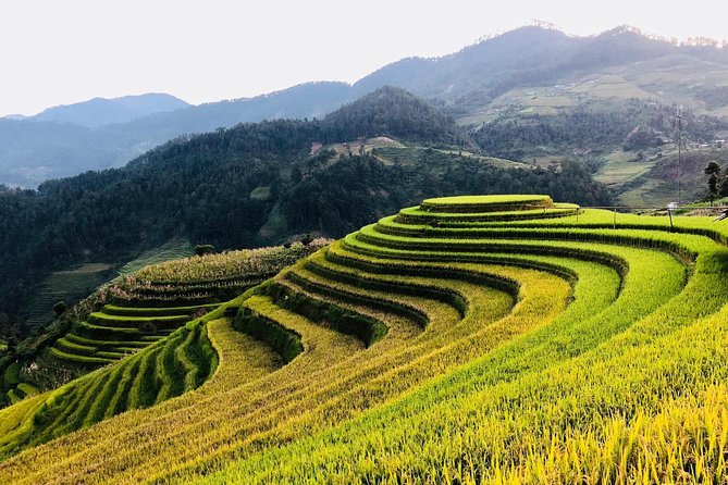 Trekking Sapa 1 Day - the Best Terraced Rice Field - Highlights of the Terraced Rice Fields