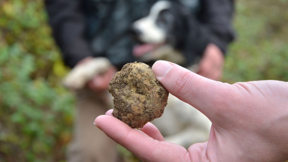 Tuscany: Truffle Hunting and Meal at a Winery - Tour Requirements