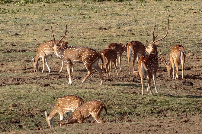 Udawalawe National Park Private Safari - Customer Reviews