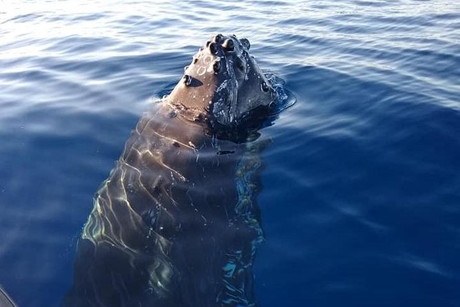 Ultimate 2 Hour Small Group Whale Watch Tour - Important Reminders