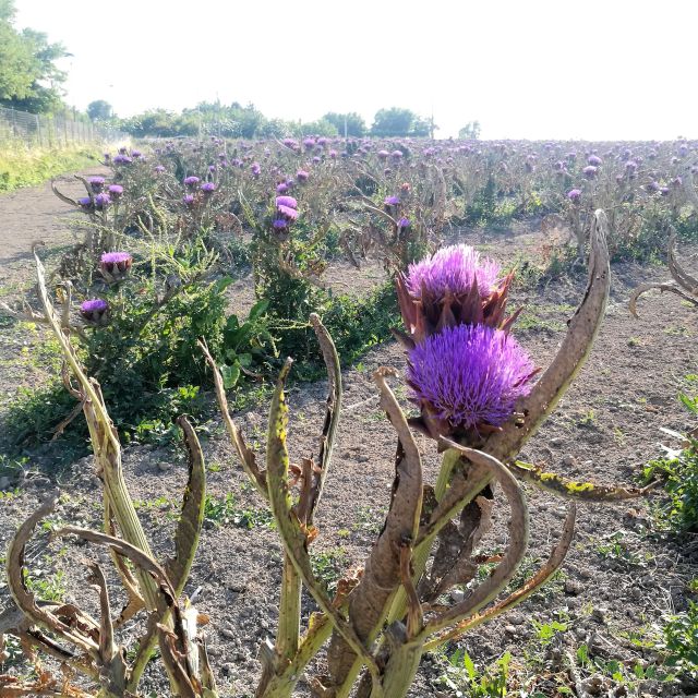 Venice: Bike Tour Honey & Artichokes on Sant'Erasmo Island - Frequently Asked Questions