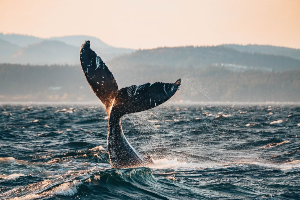 Victoria: Whale Watching Cruise by Covered Boat - Restrictions and Prohibited Items