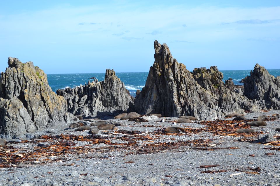 Wellington: Half Day Seal Coast Safari - Weather Considerations