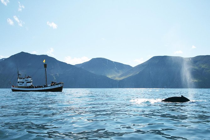 Whale and Puffin Watching Around Skjálfandi Bay From Husavik - Discounts and Offers
