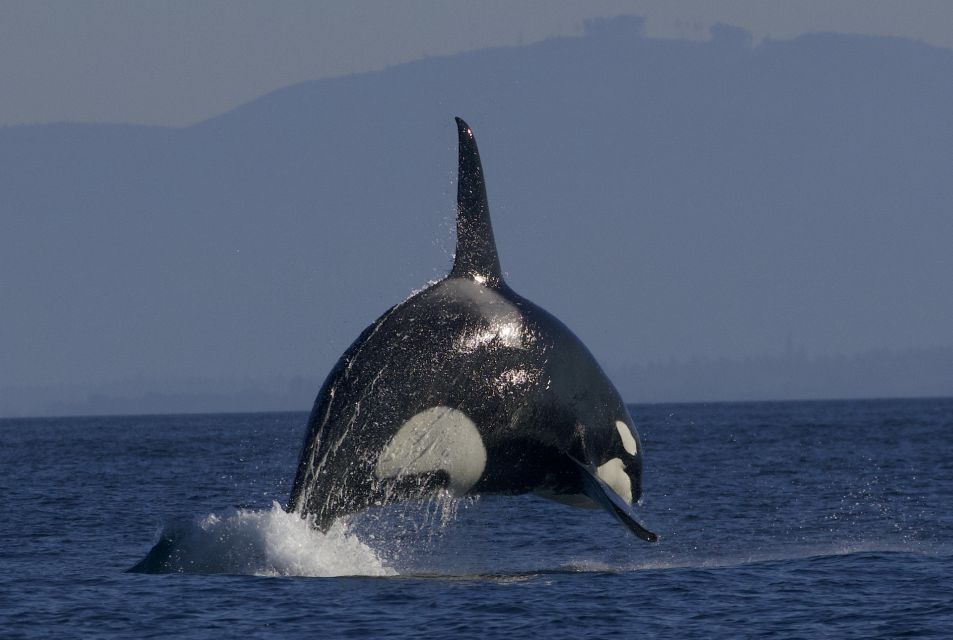 Whale Watching Tour in Victoria, BC - Veteran Captains and Naturalists