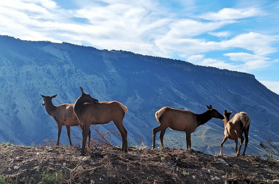 Yellowstone, MT: Lower Loop Private Tour - Capture Unforgettable Moments