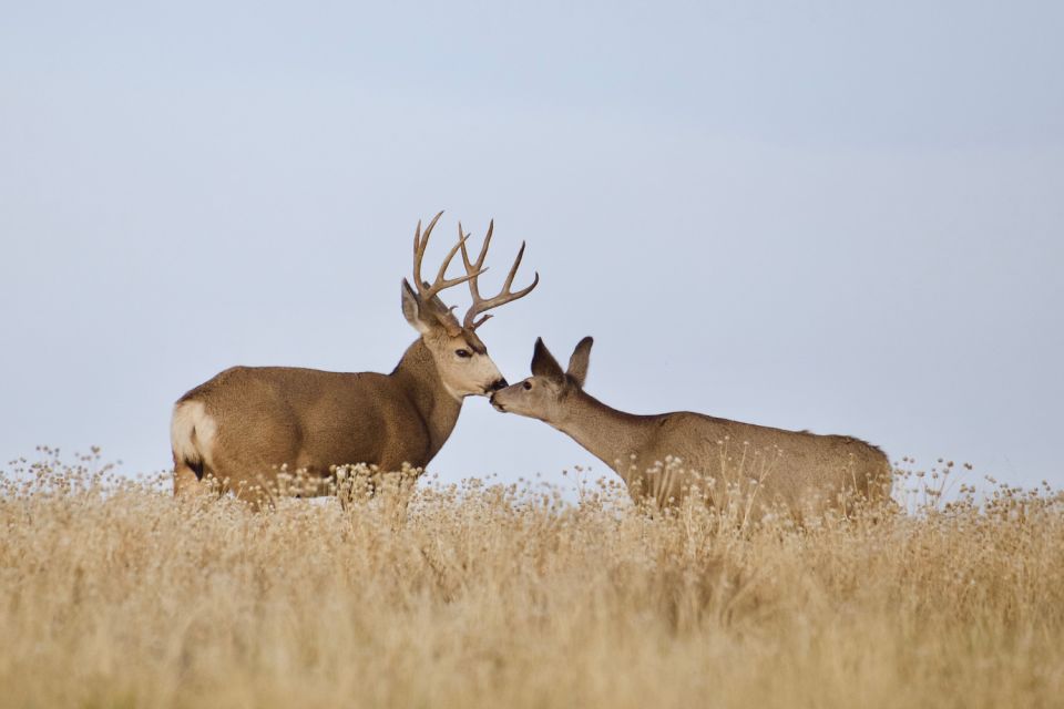 Yellowstone National Park: Self-Driving Audio Guided Tour - Relaxing by Yellowstone Lake