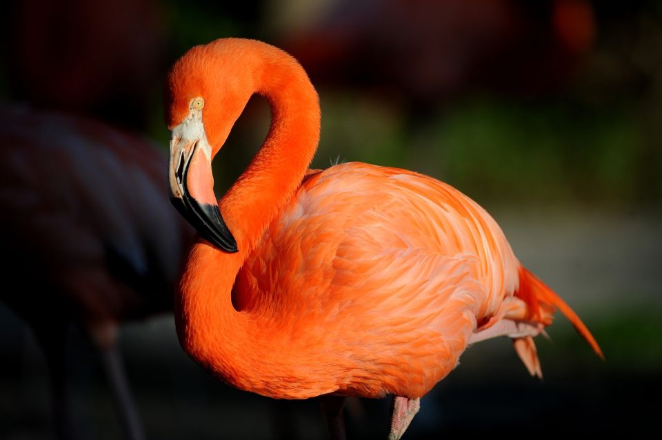 Zoo Miami: General Admission Ticket - Discover Amazons Wonders