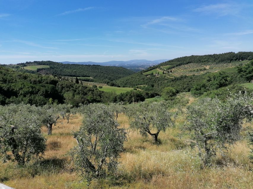 2-Hour Vintage Fiat 500 Tour With Olive Oil Tasting at Farm - Frequently Asked Questions