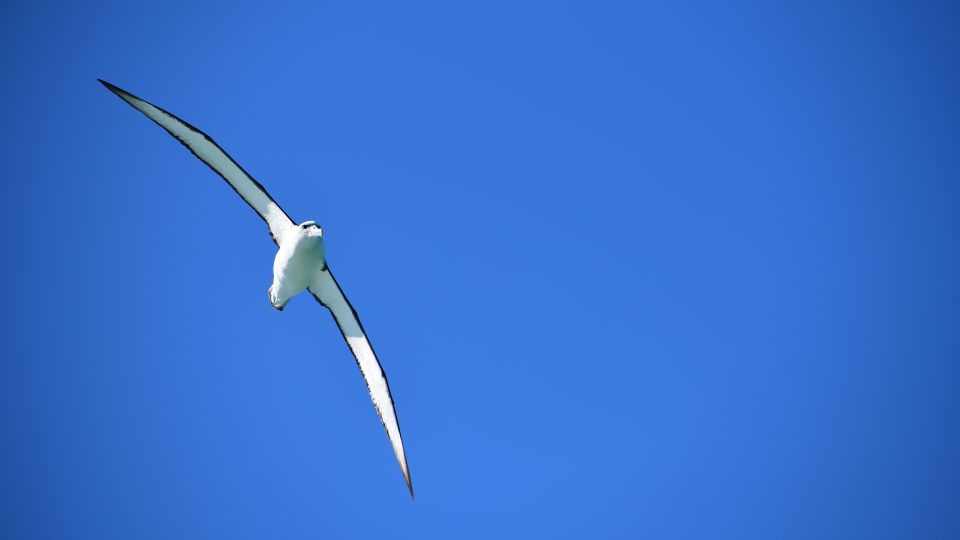 Akaroa: Scenic Coastline Wildlife Cruise - Frequently Asked Questions