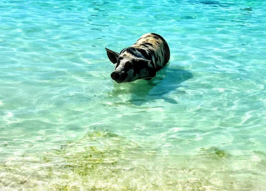 All Inclusive Swim With Pig/Turtle/Snorkel/Lunch/Shuttle - Frequently Asked Questions