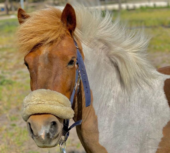 Aveiro: Horseback Riding at a Pedagogical Farm - Frequently Asked Questions