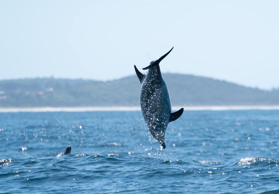 Byron Bay: Cruise With Dolphins Tour - Recap