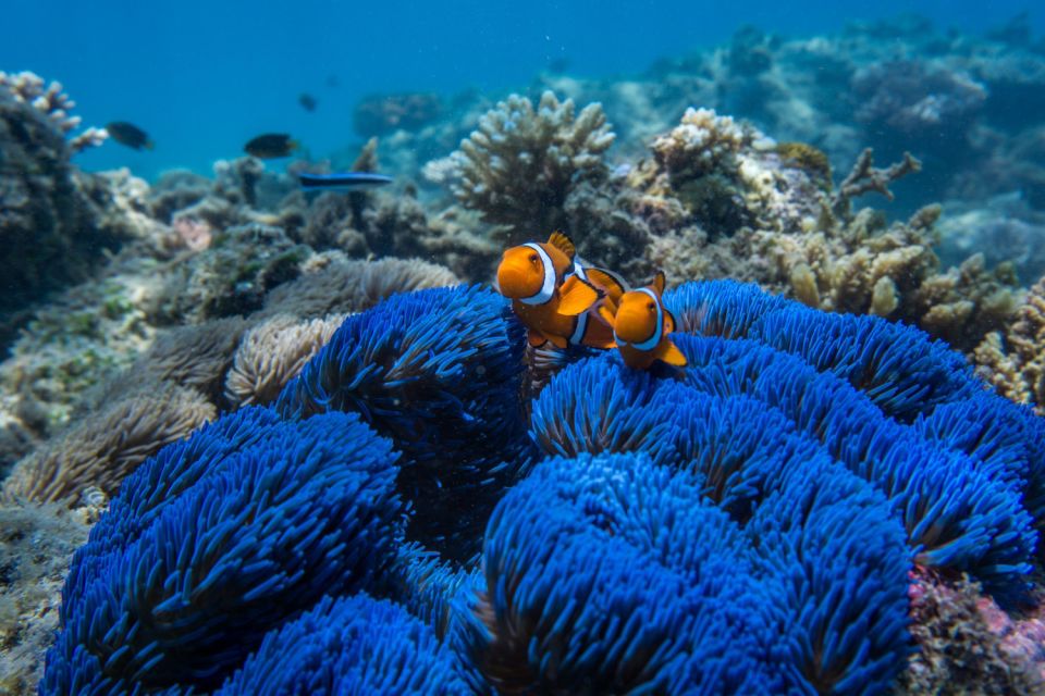 Cairns: Snorkel & Dive a Secluded Great Barrier Reef Island - Frequently Asked Questions