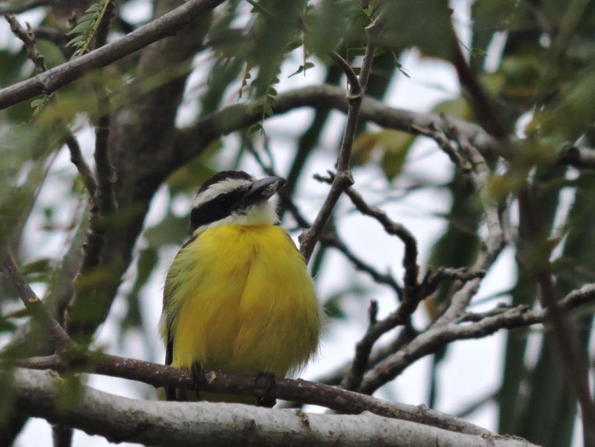 Cancún: Guided Birdwatching Hike - Frequently Asked Questions