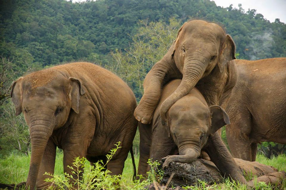 Chiang Mai: Elephant Sanctuary Guided Tour in English - Frequently Asked Questions